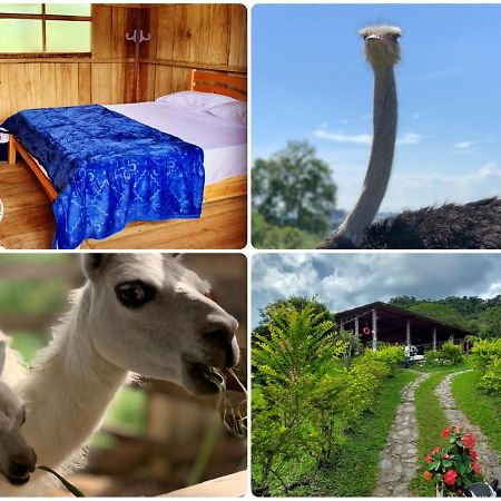 Finca Ecoparaiso Ibague Ngoại thất bức ảnh