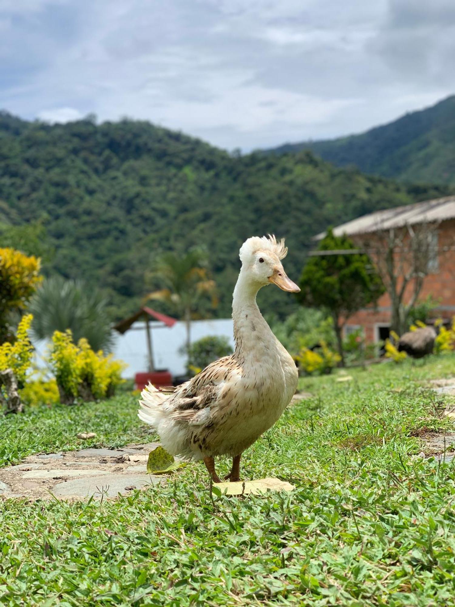 Finca Ecoparaiso Ibague Ngoại thất bức ảnh